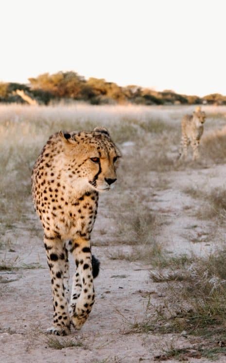 Naankuse Harnas Wildlife May 2025-20