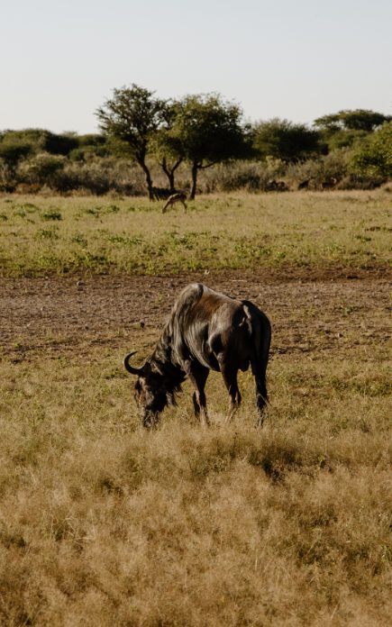 Naankuse Harnas Wildlife May 2025-3