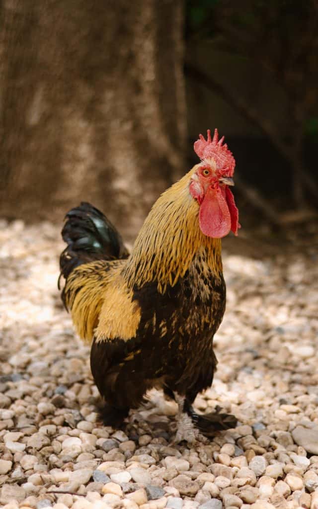 Rooster & Co Jan 2025 - Naankuse Collection-17