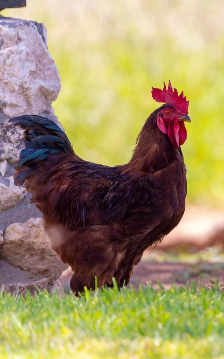 TimBila Farmstead chicken